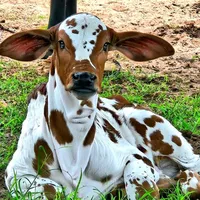 original sound - herbin286