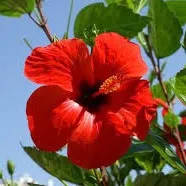 original sound - aprilxomayraa