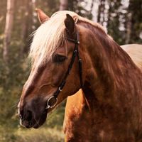 ratsastusta_ja_jotain