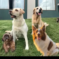 original sound - marleylabrador.congonhas