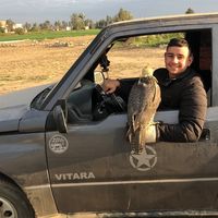 الصوت الأصلي