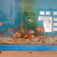 original sound - eduardoxx222