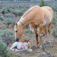 wild._.mustangs