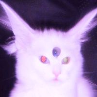 planetcatzz