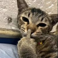 juanyto_tiul_chapinsito