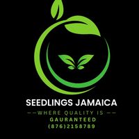 seedling_jamaica