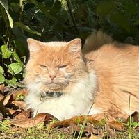 babbykittens24