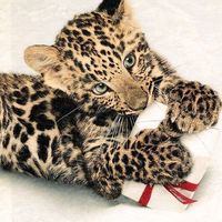 Master of bone by beach house