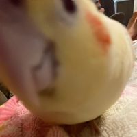 famous.birds_of_tiktok