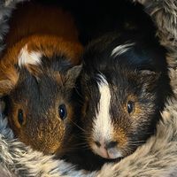 louisgucciguineapigs
