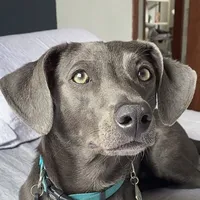 Cê jura que esse animal sobreviveria na natureza