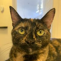 charlibeck