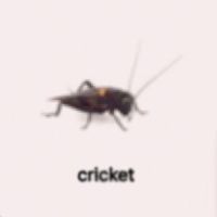 deadcricket