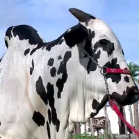 original sound - modao_apaixonado