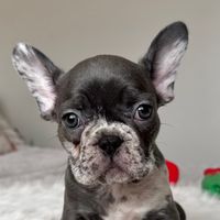 meekothefrenchbulldog