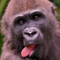 som original - primate life