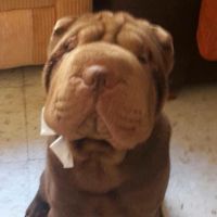 TikTok Account - https://p16-common.tiktokcdn-eu.com/tos-maliva-avt-0068/a19b1769ecefde9a292bdb48d00b8067~tplv-tiktokx-cropcenter:200:200.jpeg