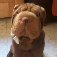 original sound - elmundodenemesis