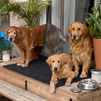 fortheluvofgoldens