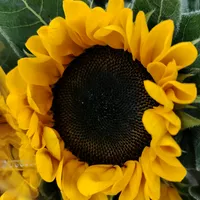 original sound - sakunkan.nid