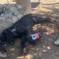 bruno_dog6