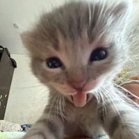 secrectpineapplewater01