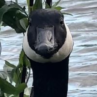 goosies