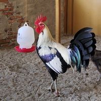 arkbreeders2