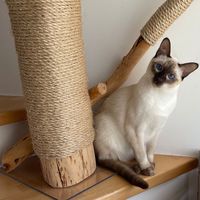 siam_thai_cat4