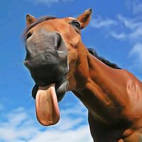 cavalos_duda_bm7