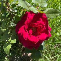 aude_c14