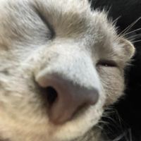 мспетя мужик