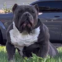 phenom.bullyz
