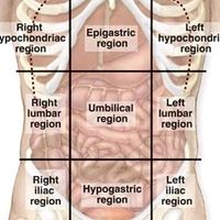 anatomy8969
