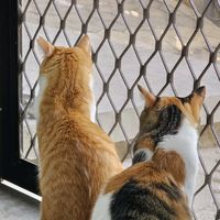 original sound - cilaykiciw