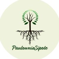 paulowniasipote
