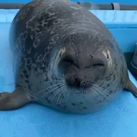 original sound - sillysealboy