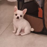 juca.chihuaua