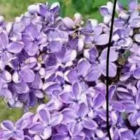 lilac_flowers7