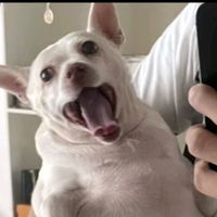 elperrito466