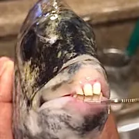 original sound - subdolousisannoying