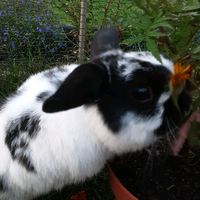 huisdierenaccount09
