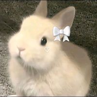 bloo.twice