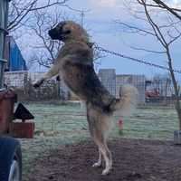 thekingsokol