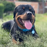 original sound - rottweiler_rocc0