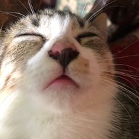 suara asli - Siapaaaa