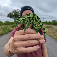 reptilesofsouthafrica