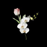 tulip_orchid_handcrafted
