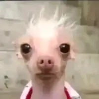 original sound - nocqueponer12