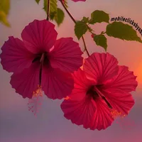 original sound - bianca.helena.de